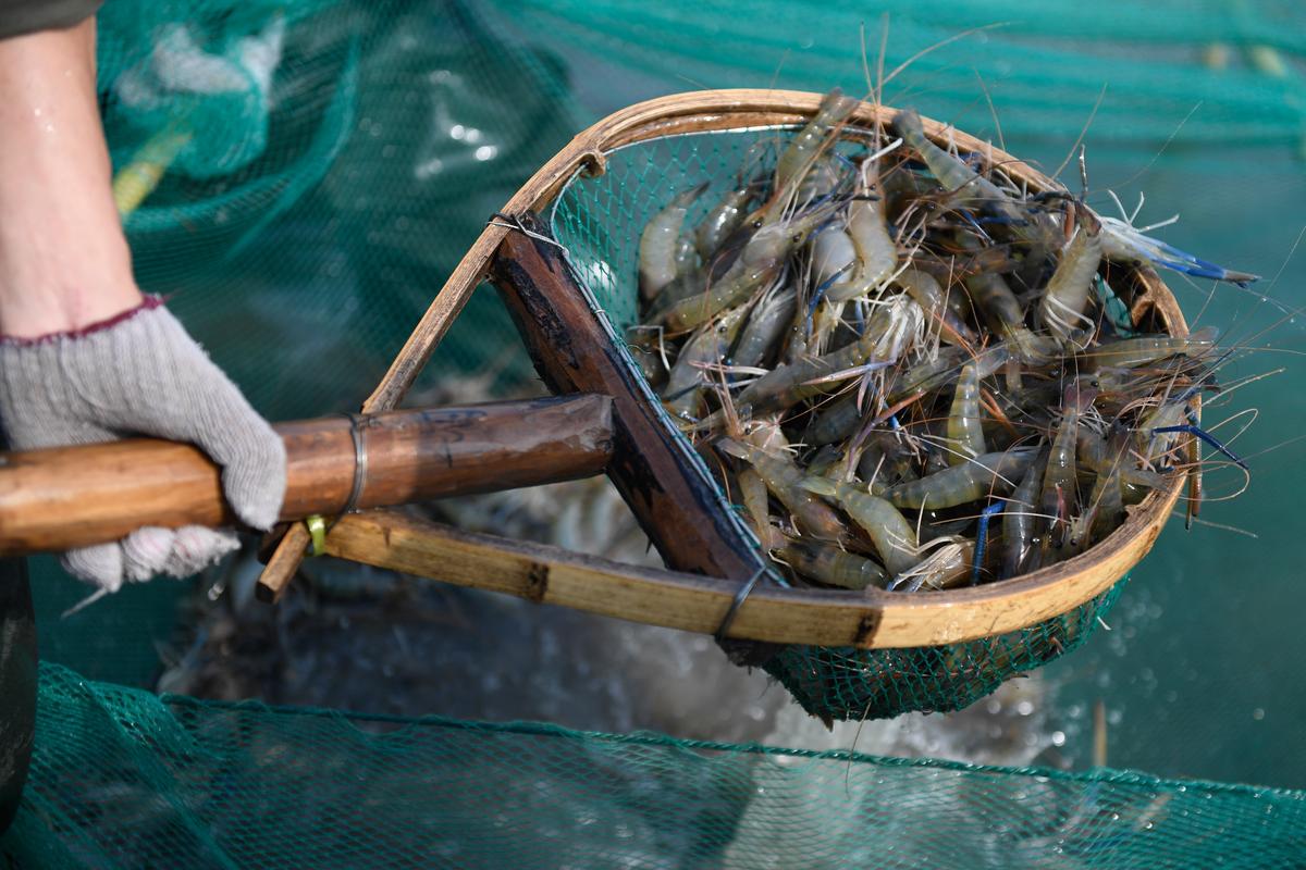 浙江湖州:又是一年虾肥时